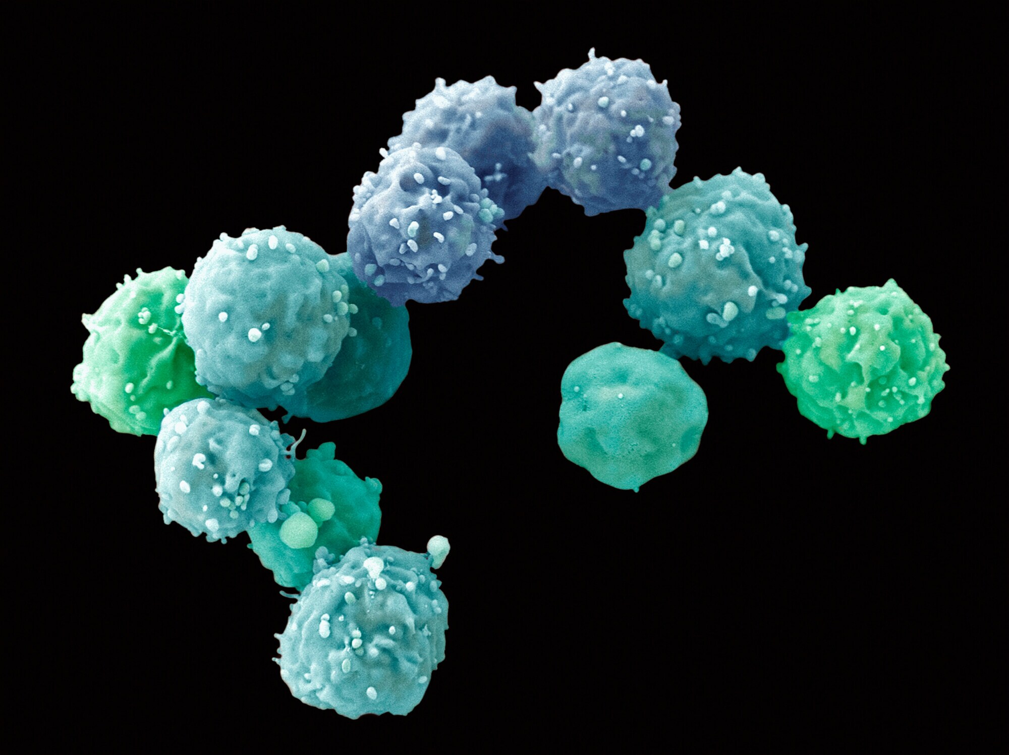 Embryonic_stem_cells